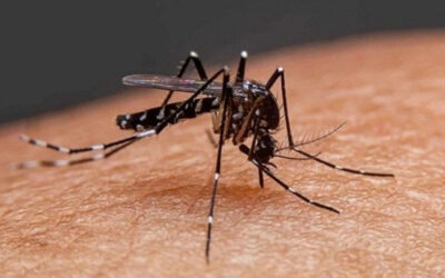 El Aedes aegypti, el mosquito “hogareño”